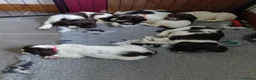 English Springer Spaniel dogs for sale: English Springer Spaniel  - Advert 4