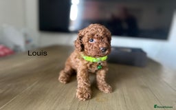 Cockapoo dogs for sale:  Perfect Cockapoo Puppies  🐶  - Image 18