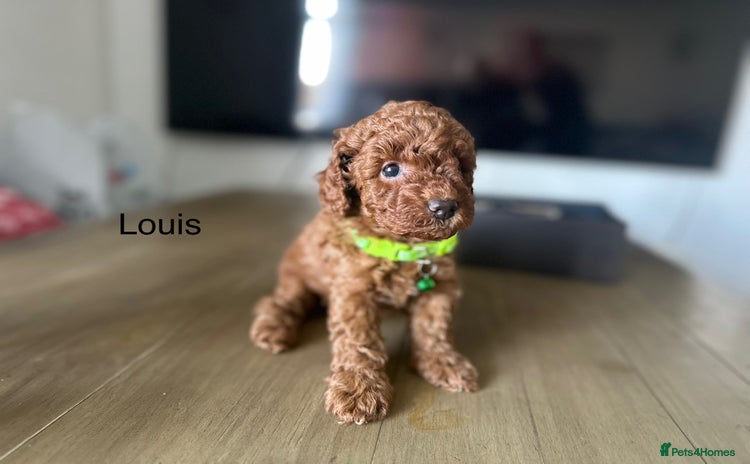 Cockapoo dogs - Advert 5