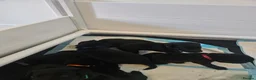 Labrador Retriever dogs for sale: Beautiful littler of black lab puppies in Doncaster - Advert 13