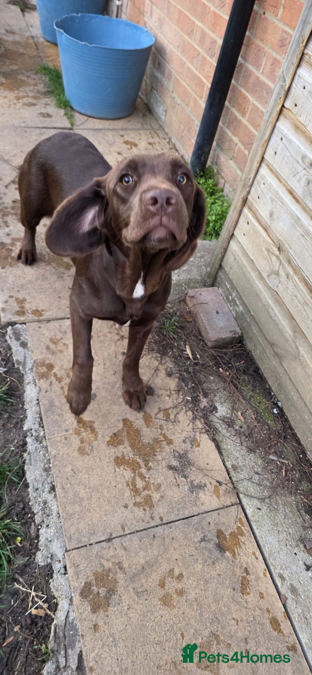 Springador dogs for sale: LAST Female springador for SALE - Image 6