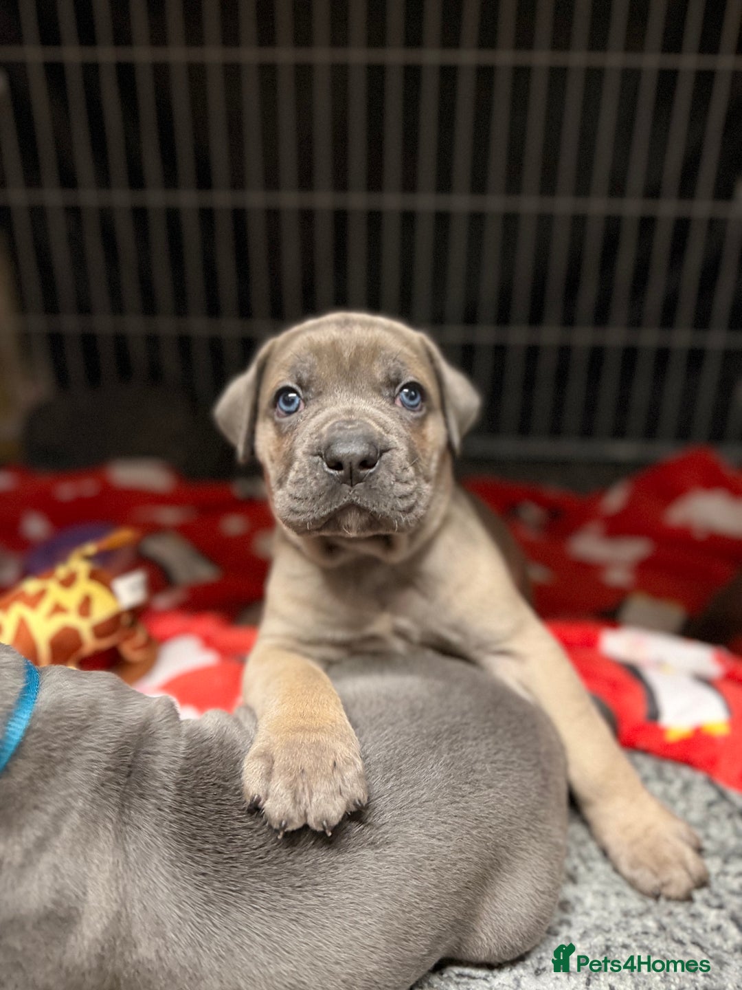 Cane Corso dogs for sale: ICCF Registered Cane Corsos  - Advert 21