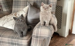 British Shorthair cats for sale: GCCF Reg. Blue and Lilac self boys.  - Image 2