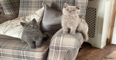 British Shorthair cats - Advert 2