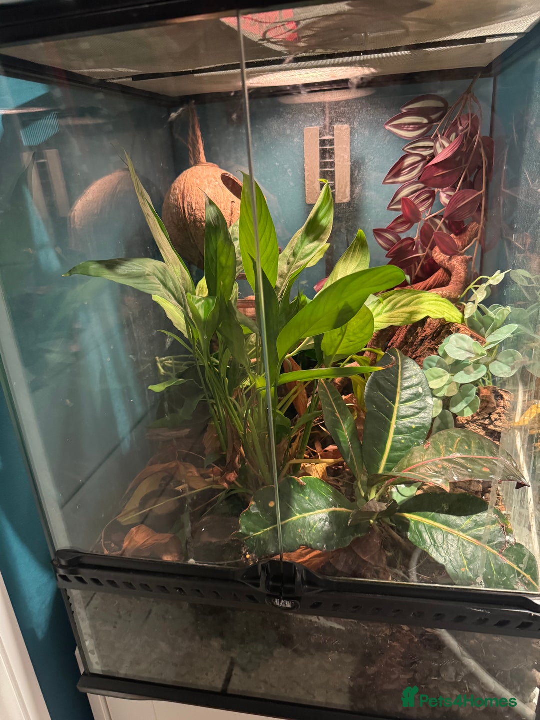 Gecko reptiles for sale: Crested gecko and full bioactive exo terra  - Image 1