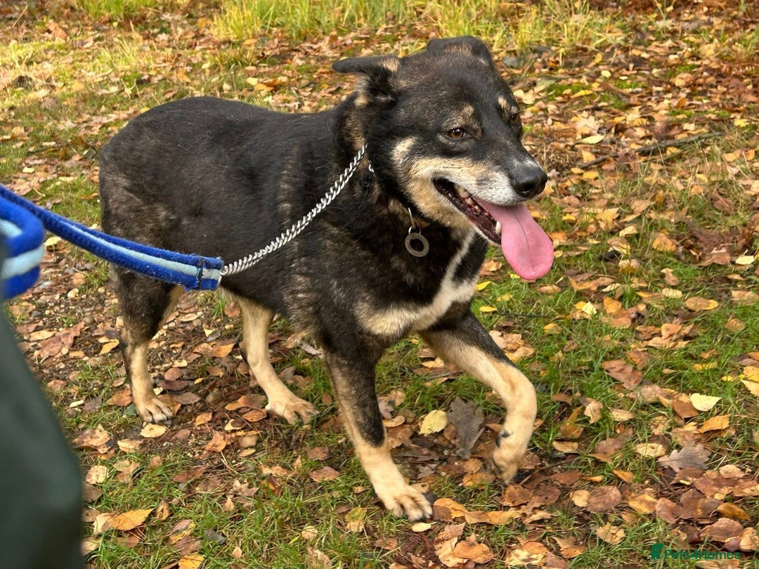 Mixed Breed dogs for adoption: Ben - Norwich Norfolk  - Advert 6