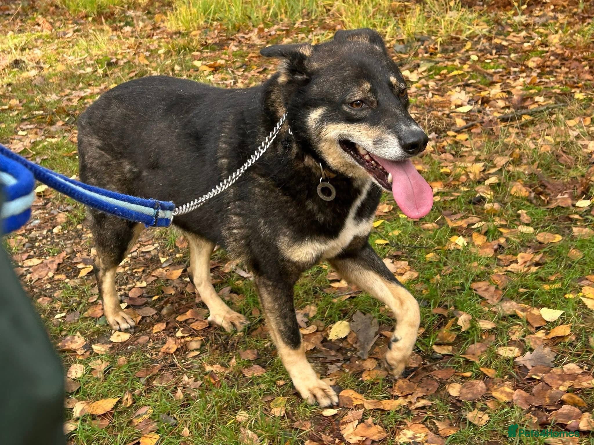 Mixed Breed dogs for adoption: Ben - Norwich Norfolk  - Advert 6