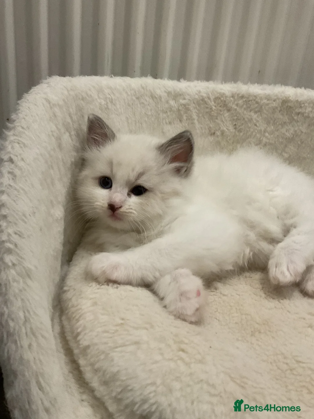 Ragdoll cats for sale: Goregous Ragdoll Babies - Advert 4