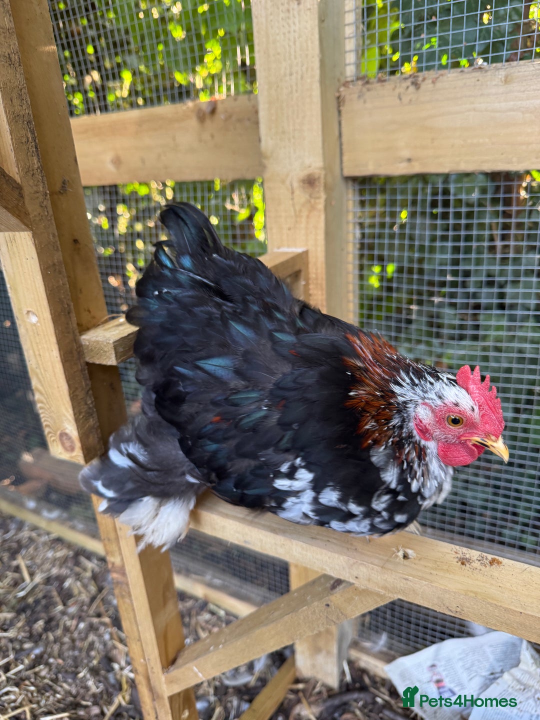 Chickens poultry for sale: Cockerel - free to a good home  - Image 5