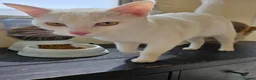 Mixed Breed cats for sale: Buddy  - Advert 2