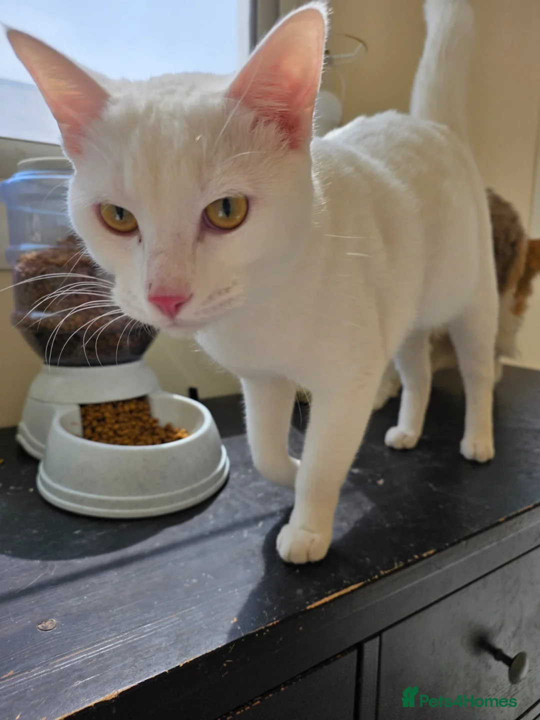 Mixed Breed cats for sale: Buddy  - Advert 2