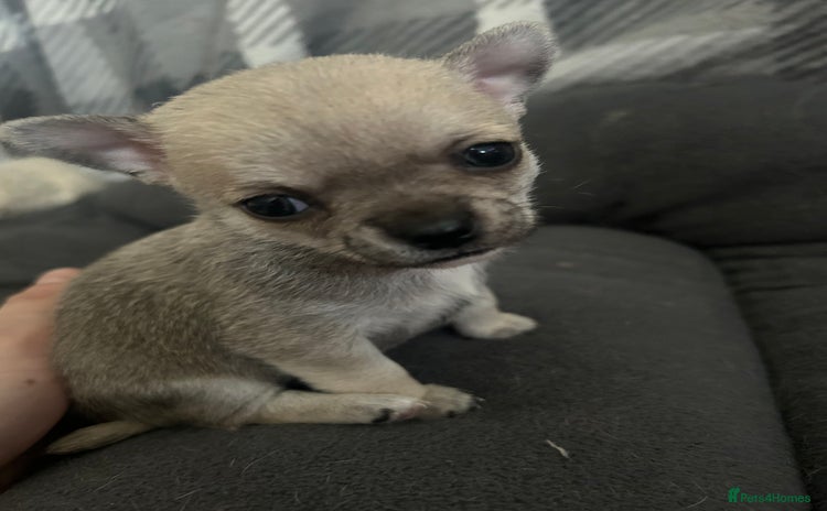 Chihuahua dogs - Advert 11