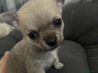 Chihuahua dogs - Advert 2