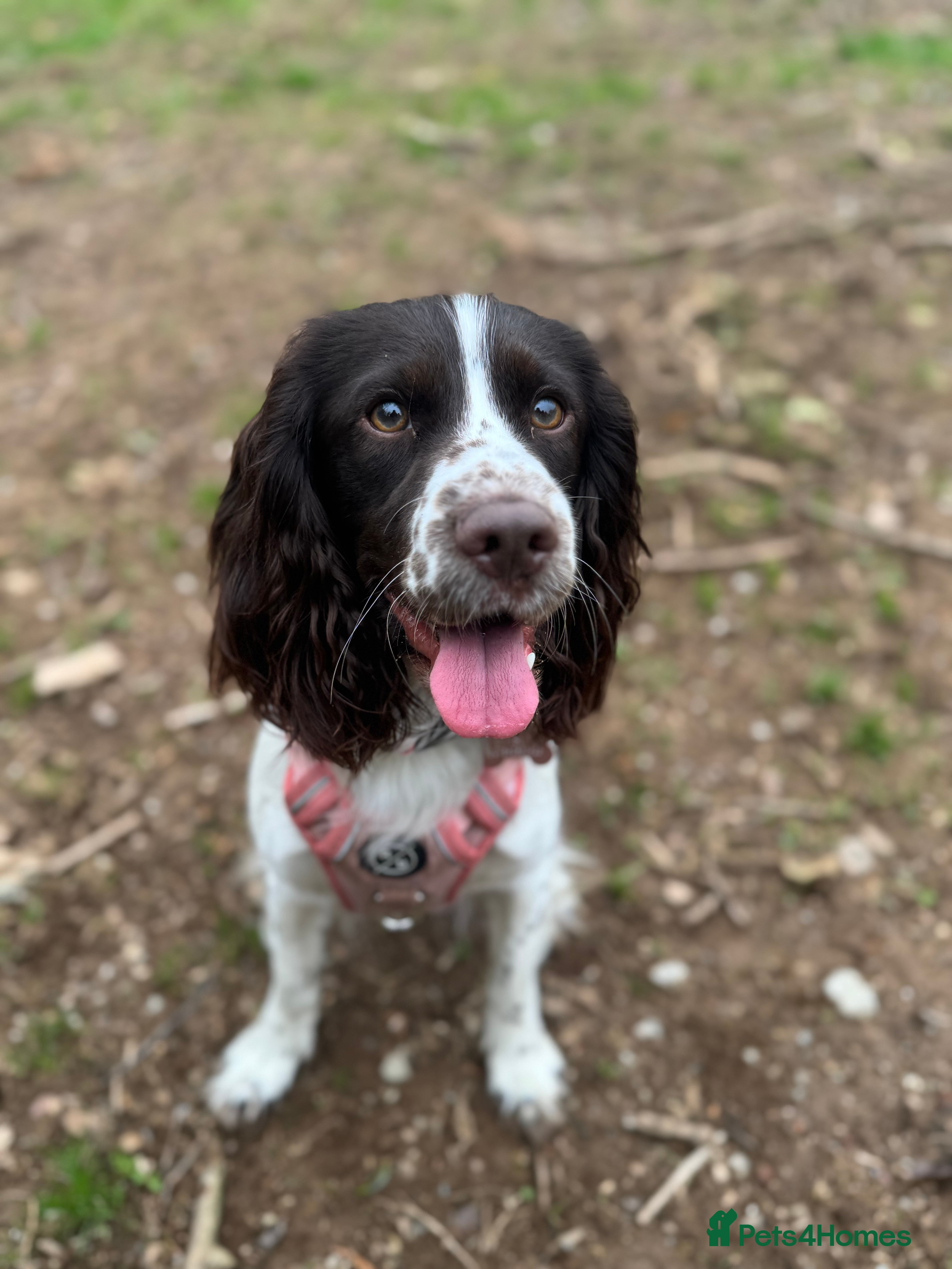 Sprocker dogs 3 gorgeous sprocker male puppies for sale  - Advert 1