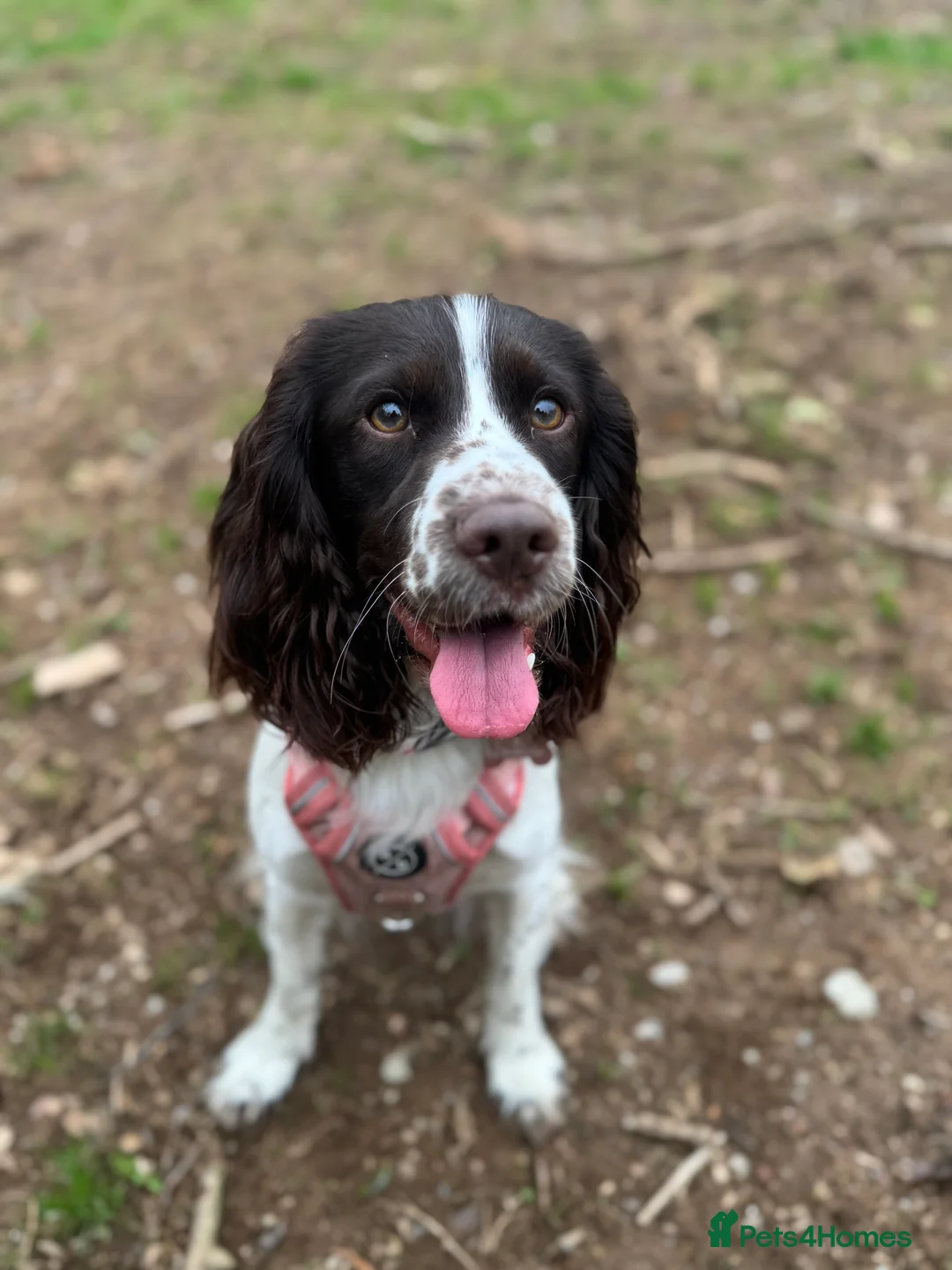 Sprocker dogs for sale: 3 gorgeous sprocker male puppies for sale  - Advert 1