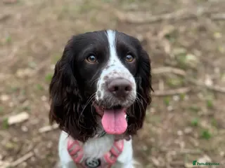 Sprocker dogs 3 gorgeous sprocker male puppies for sale - Advert 1