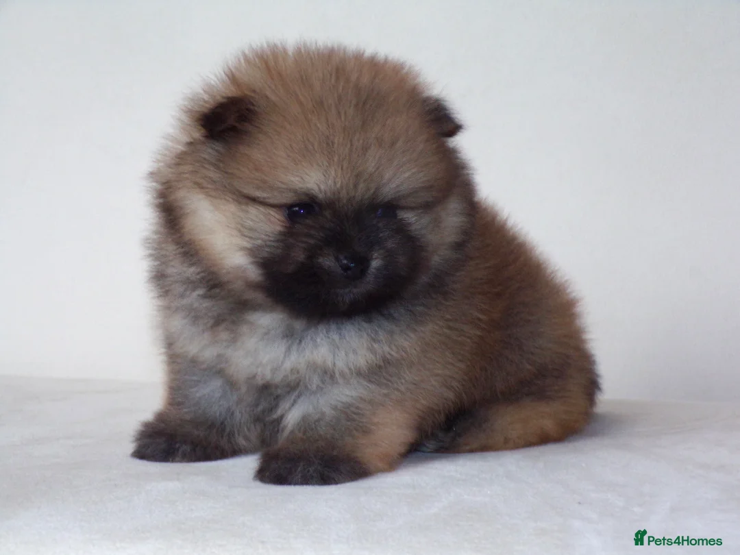 Pomeranian dogs for sale: Teddy bear Pomeranian puppies 🧸 - Advert 13