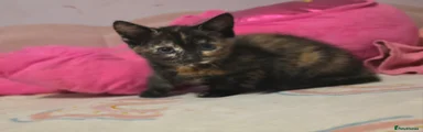 Tortoiseshell 1
