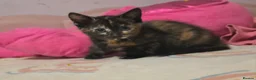 Mixed Breed cats for sale: Beautiful kittens  - Advert 11