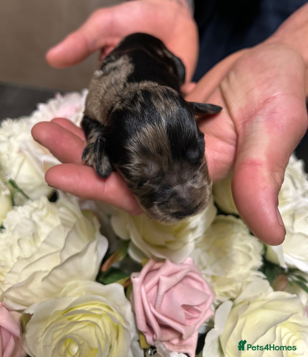 Cocker Spaniel dogs for sale: Merle cocker spaniels  - Image 12