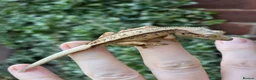 Gecko reptiles for sale: Crested geckos  - Advert 15
