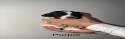 English Springer Spaniel dogs for sale: 3 female Springer spaniel puppies  - Advert 13