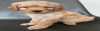 Cavapoo Puppy 4