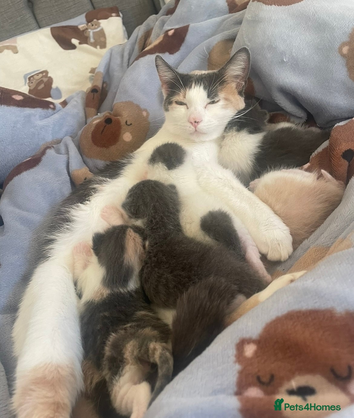 British Shorthair cats Beautiful Kittens for sale  - Advert 1