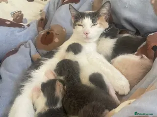 British Shorthair cats Beautiful Kittens for sale - Advert 1