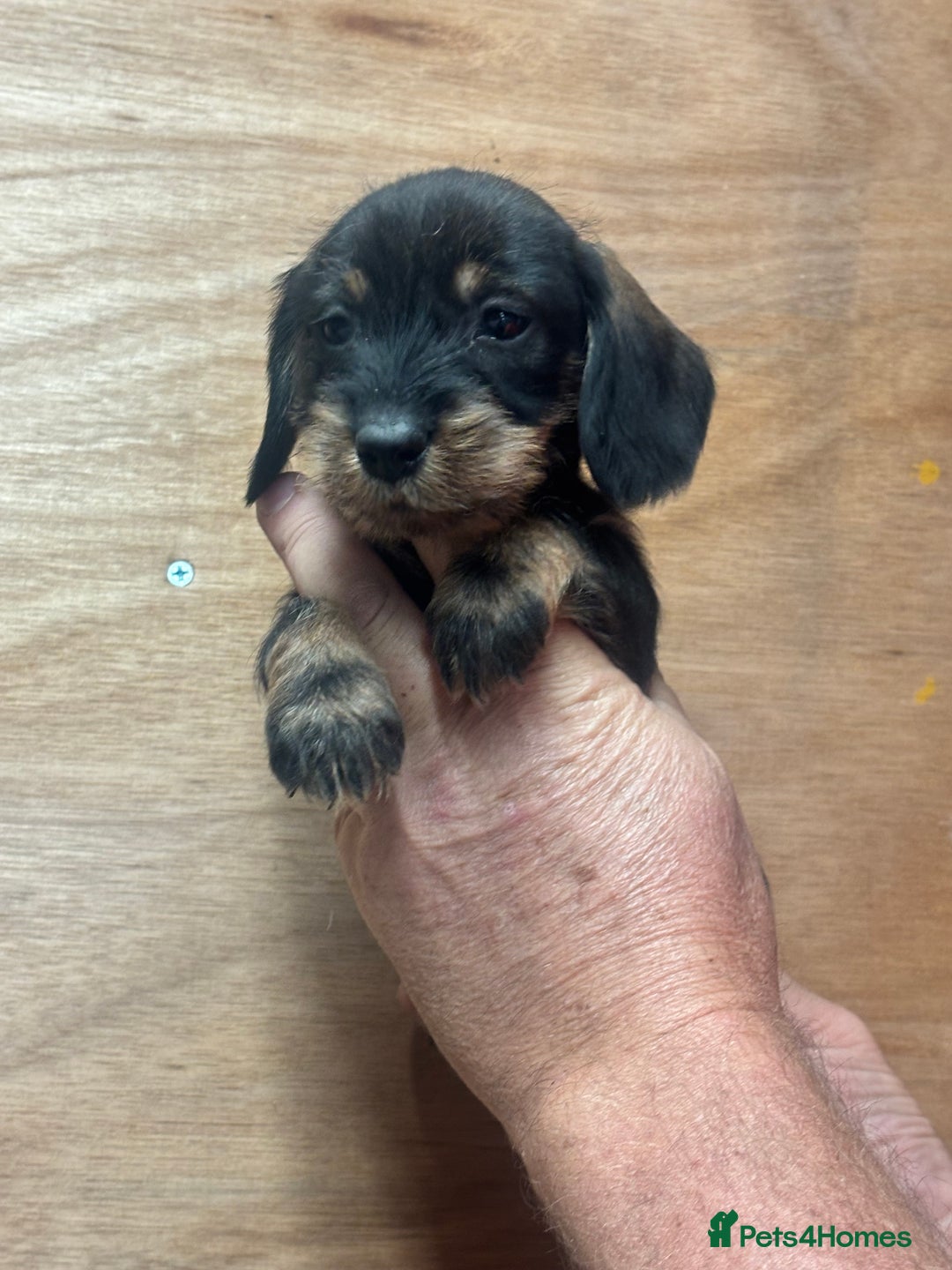 Dachshund dogs for sale: Ready now standard Wirehair dachshund (teckel)  - Image 17