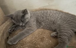 British Shorthair cats for sale: British Shorthair lavender boy – pedigree GCCF - Image 11