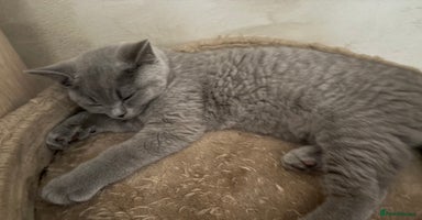 British Shorthair cats - Advert 7