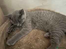 British Shorthair cats - Advert 7