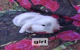 Mini Lop rabbits for sale: Baby mini lop rabbits /bunnies - Image 4