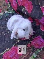 Mini Lop rabbits - Advert 4