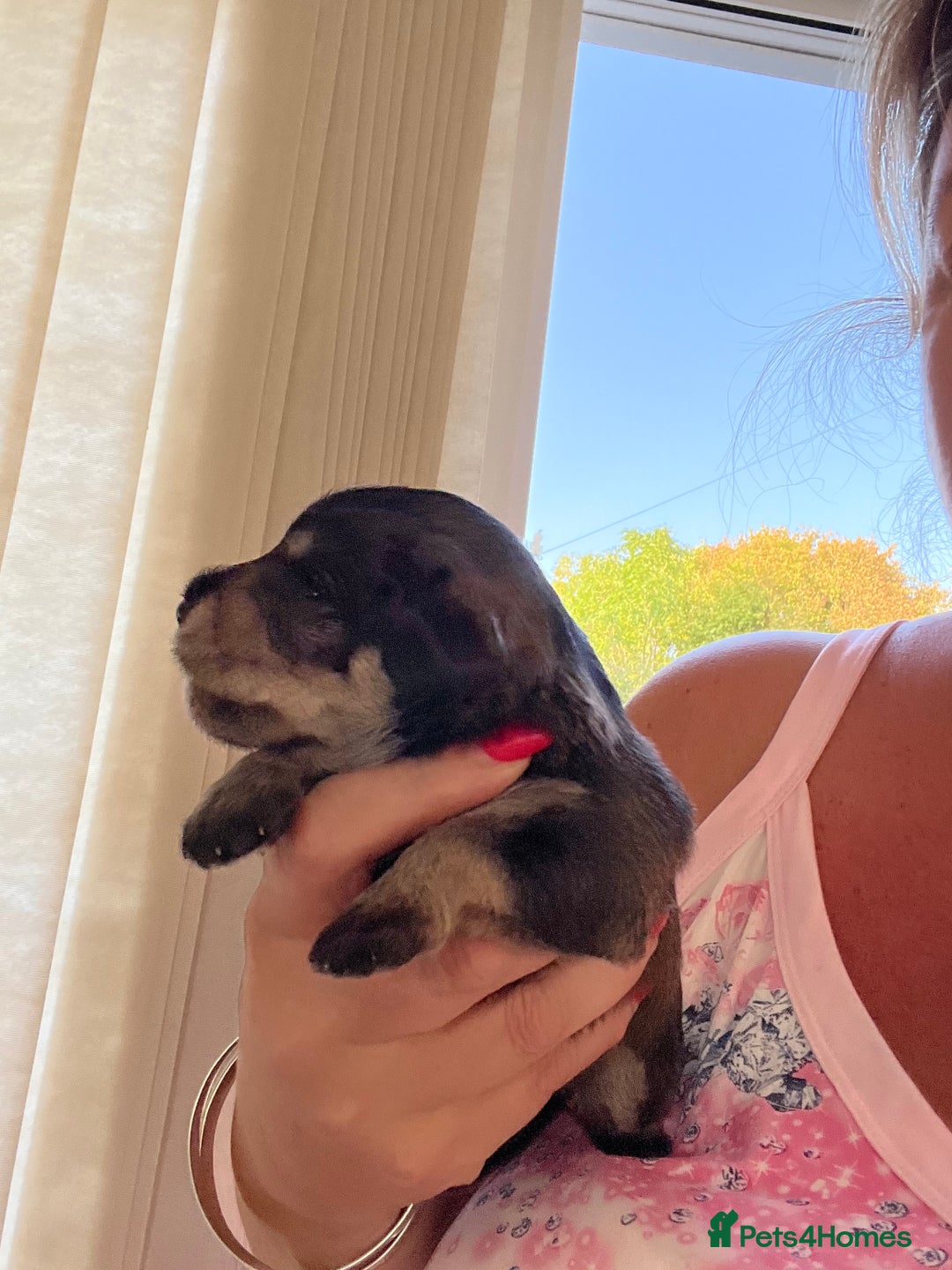 Miniature Schnauzer dogs for sale: 🐾🐶Schnauzer/Schnoodles🐶🐾 - Image 24