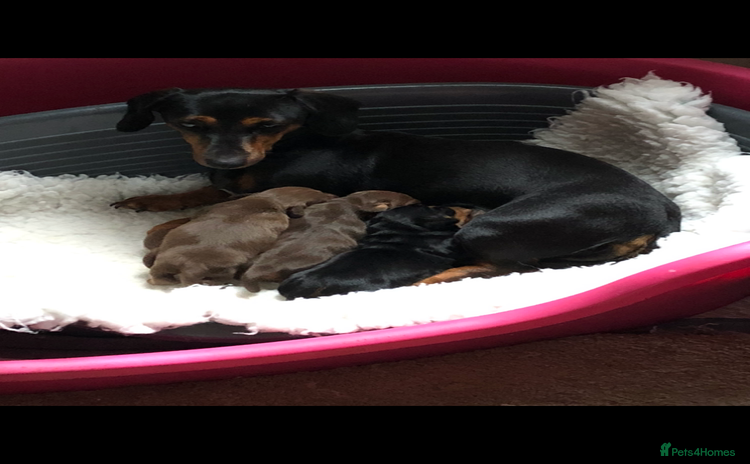 Mixed Breed dogs - Advert 14