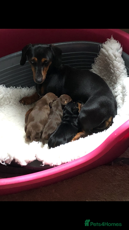 Mixed Breed dogs - Advert 14