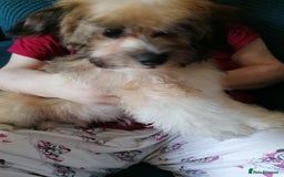 Mixed Breed dogs for sale: Boy puppies  - Image 3