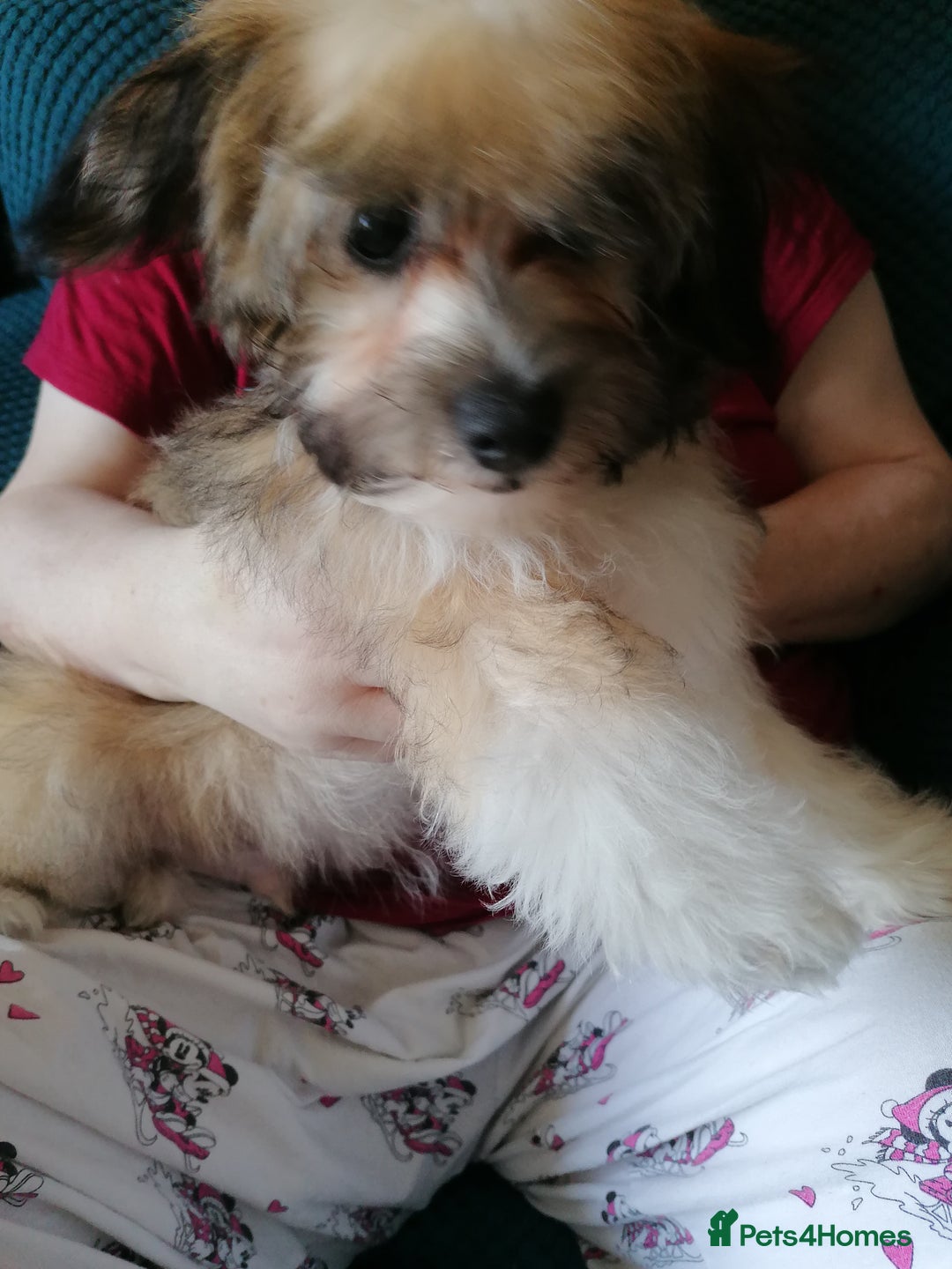 Mixed Breed dogs for sale: Boy puppies  - Image 3