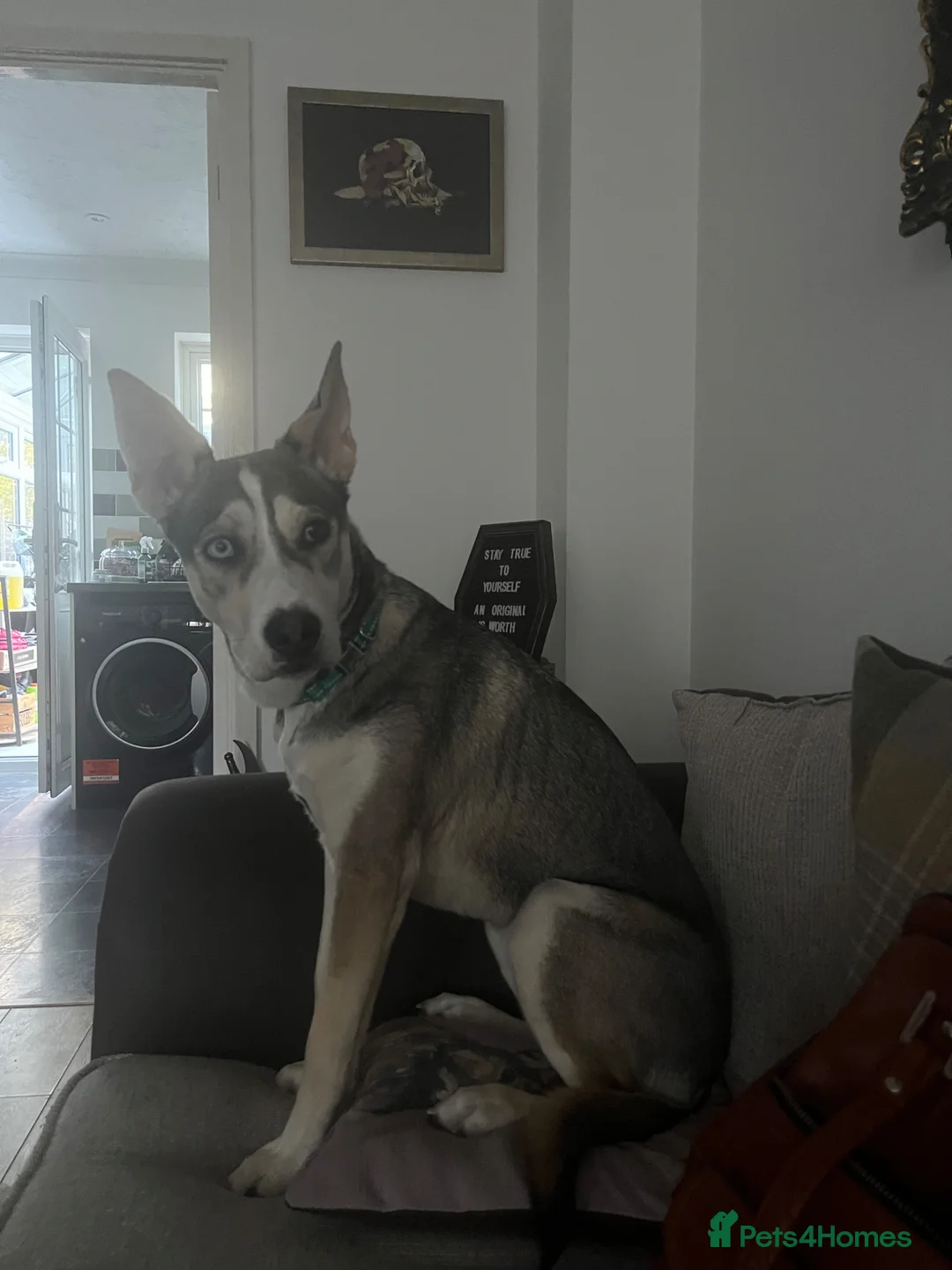 Mixed Breed dogs for sale: Luna - Beautiful Bundle of Love & Energy - Advert 6