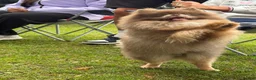 Pomeranian dogs for sale: Teddy - 2 Year Old Lilac Male Pomeranian - Advert 3
