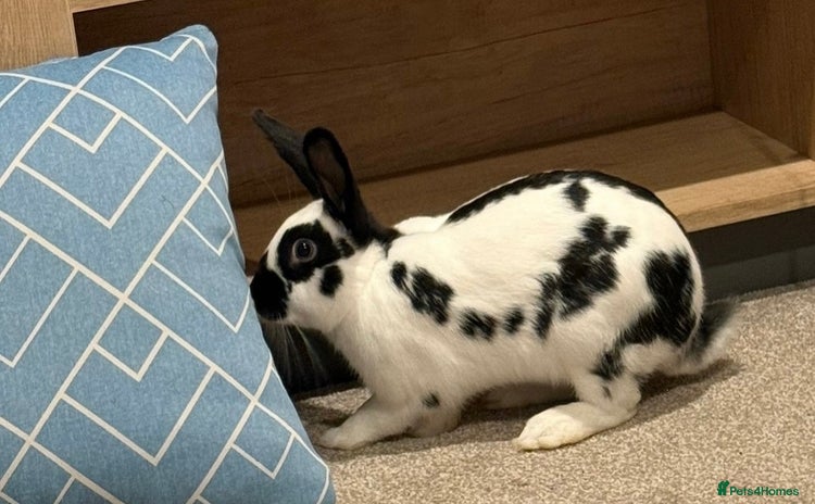 English Spot rabbits - Advert 2