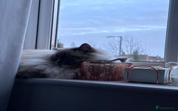 Ragdoll cats for sale: 3 Year Old Beautiful Female Ragdoll  - Image 3