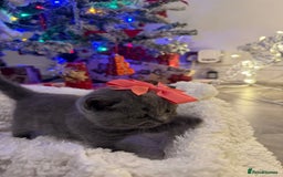 British Shorthair cats for sale: British short hair - Advert 15