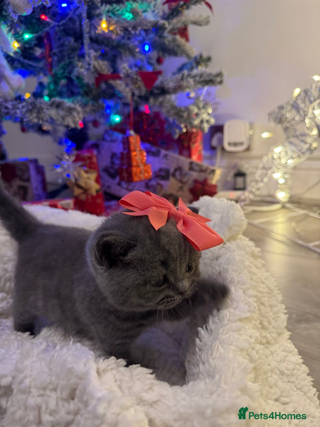 British Shorthair cats for sale: British short hair - Advert 15