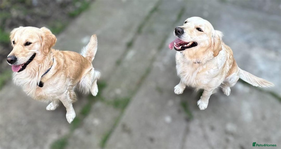 Golden Retriever dogs for sale: Beautiful KC Registered Golden Retriever Puppies - Image 19