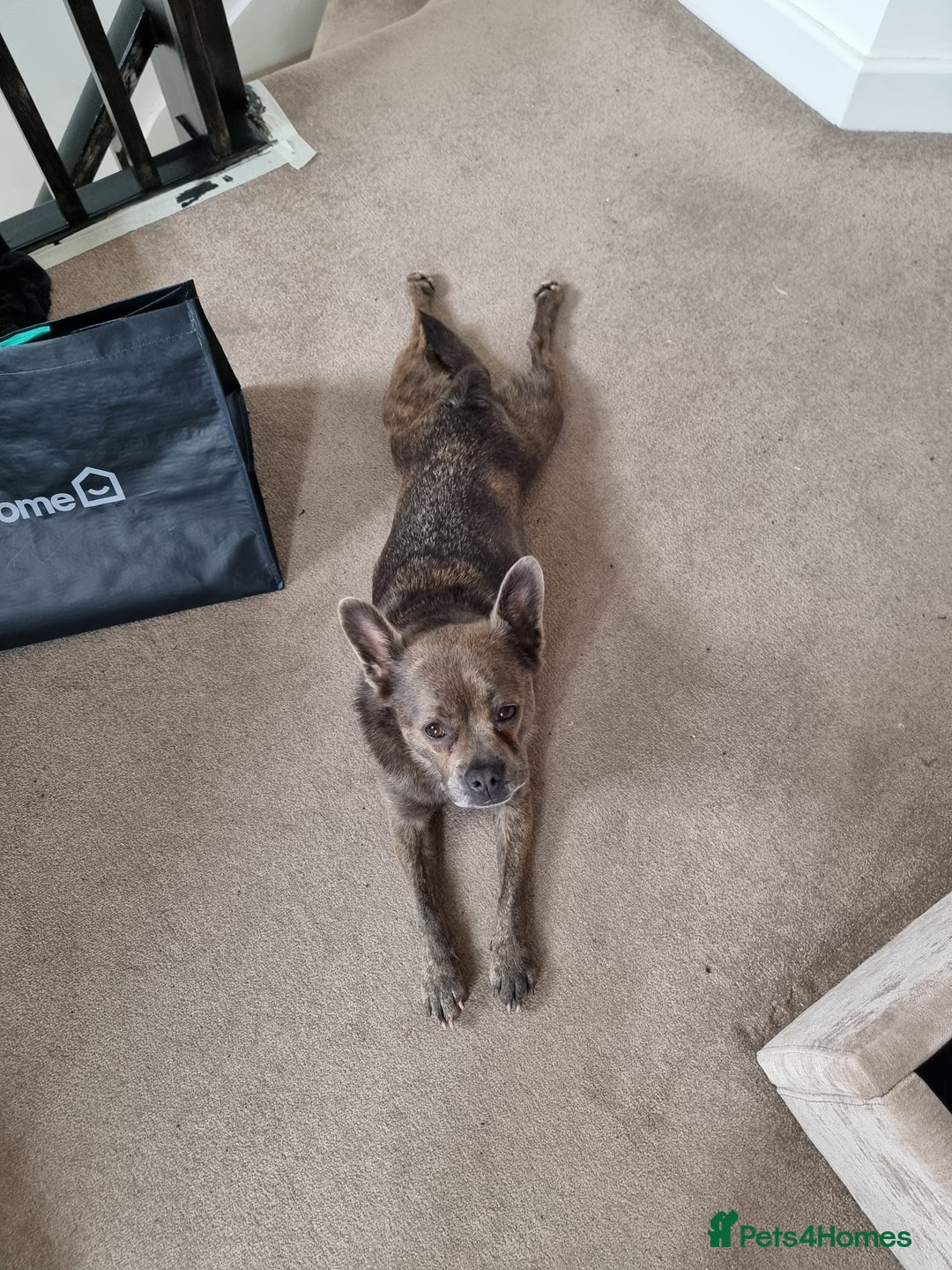 Mixed Breed dogs for sale: Ronnie  - Advert 10