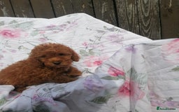 Miniature Poodle dogs for sale: Miniature poodles  - Image 20