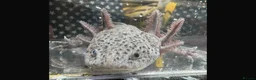Axolotl reptiles for sale: Axanthic Melanistic Axoltol in Barrow-in-Furness - Advert 2